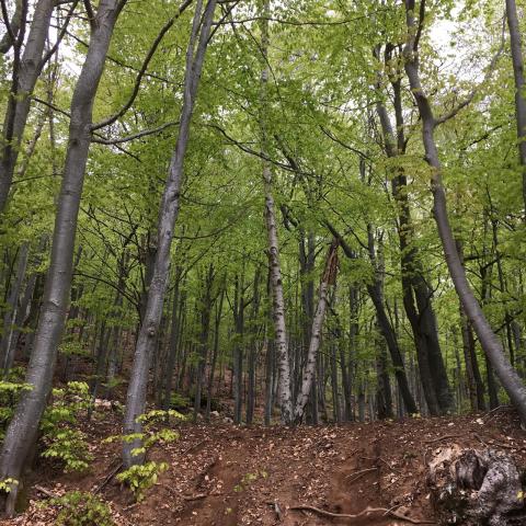 foreste valle tanaro