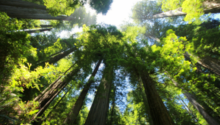 forest