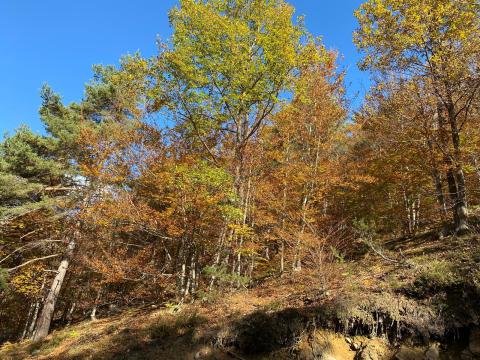 ormea