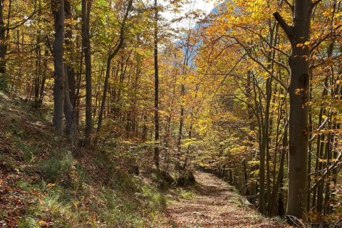 foreste